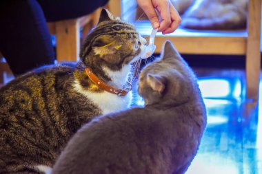 Evde kedinin kaşıkla yemek yemesi, hayvan konsepti.