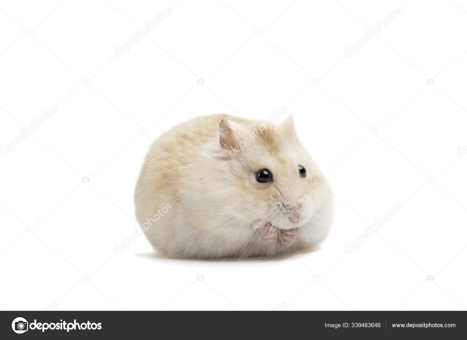 fluffy dwarf hamster