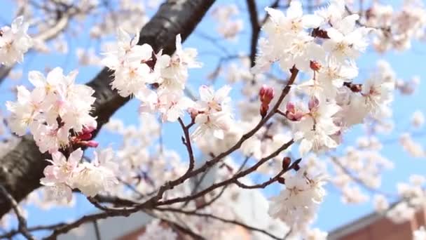 Blühende rosa Sakura-Blüten in Nahaufnahme, schöner Frühlingshintergrund. — Stockvideo