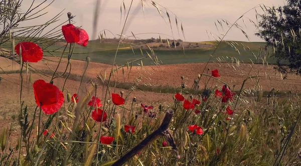 Field of poppies — Stock Photo, Image