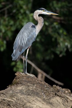 Büyük mavi balıkçıl Potomac nehri, Maryland bir günlüğüne üzerinde oturuyor.