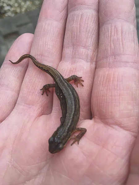 a scaled reptile in the human hand