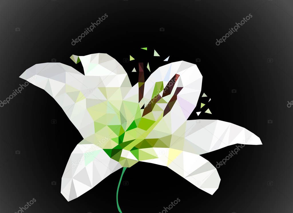 Low poly design, polygonal white lily, polygon geometric flower, isolated vector. Vector EPS.