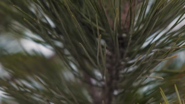 Extrémní zblízka jehly Pine proti bílému sněhu — Stock video