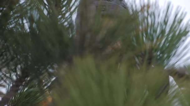 一个戴着冬帽和外套的年轻女子躲在枞树的针头后面 — 图库视频影像