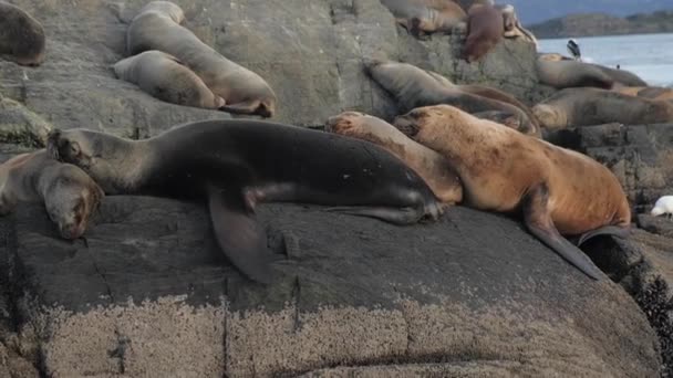 Cuatro focas de piel apiladas durmiendo cómodas una sobre la otra en una isla rocosa — Vídeos de Stock