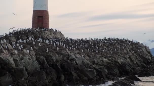 Большая колония бакланов гнездится на острове Ле-Экларр рядом с маяком. — стоковое видео