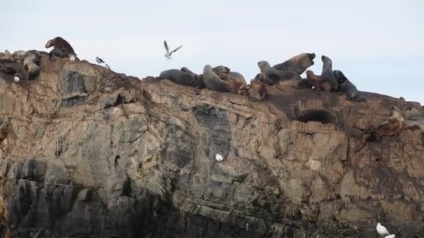 Dos preciosas focas de piel adulta en un gran harén besándose en una isla rocosa — Vídeo de stock