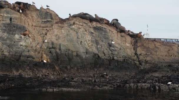 Tüylü fok ve kuşlarla dolu kayalık adanın etrafında yelken açan turist teknesi. — Stok video