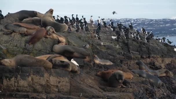 A large harem of fur seal conviving with a rookery of magellanic cormorants — ストック動画