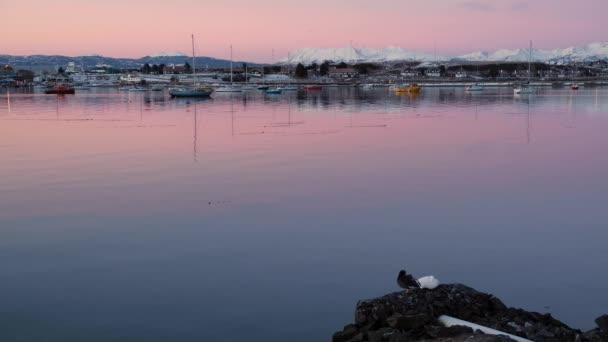 Alvó kacsák és kormorán jönnek ki a vízből Ushuaia partjainál. — Stock videók