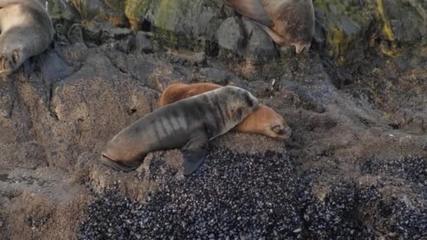 Two adorable fur seal cub snuggling on rocky island, another one falling behind — Stock Video