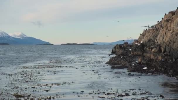Um filhote de foca de pele sul-americano aprendendo a nadar em uma costa rochosa da ilha — Vídeo de Stock