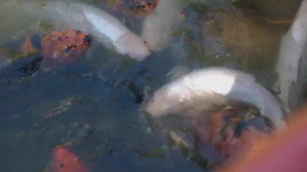 High Anghle shot που δείχνει ομάδα ψαριών Koi που κολυμπούν στη λίμνη. — Αρχείο Βίντεο