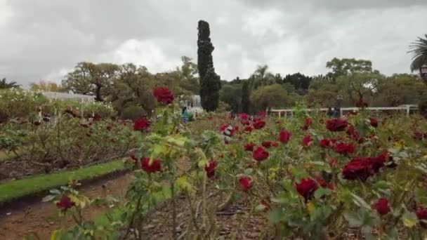 Odhalení krásné Palermo růžové zahrady a červené květy v zamračený den — Stock video