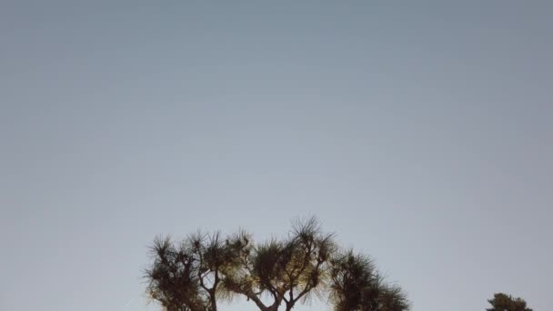 Dolly odkrývá vyřezávaný strom na japonské zahradě při západu slunce