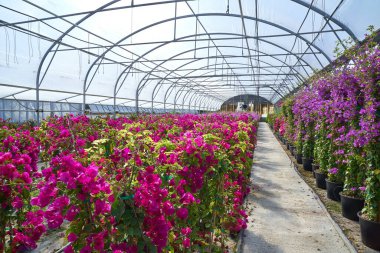 Bahçe merkezindeki cam evde begonviller var.