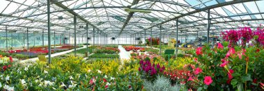 çiçek ve paletli panoramik cam ev