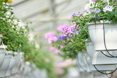 Bahçe merkezinde Surfinia pot