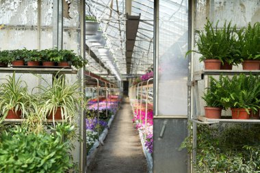 Bahçe merkezi bahar atmosferi 