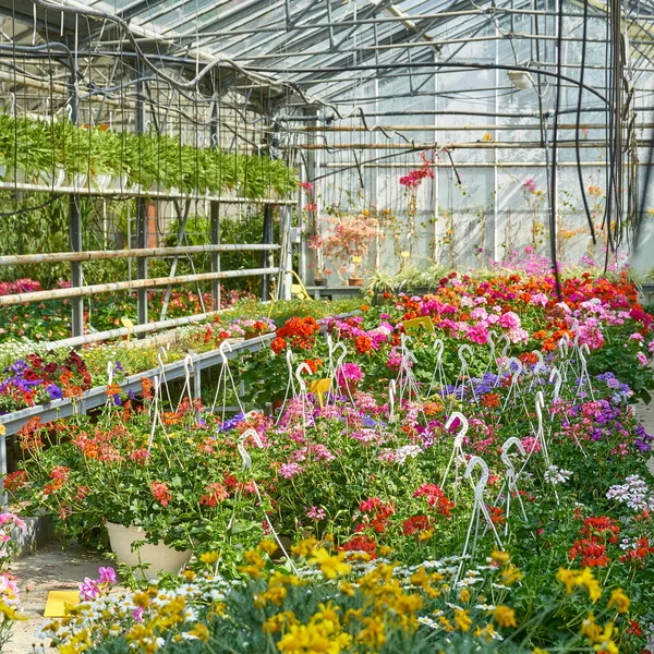 植物や花のある春のガラスの家 — ストック写真