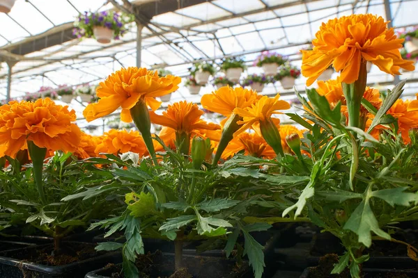 オレンジタゲッツペチュラの花 — ストック写真