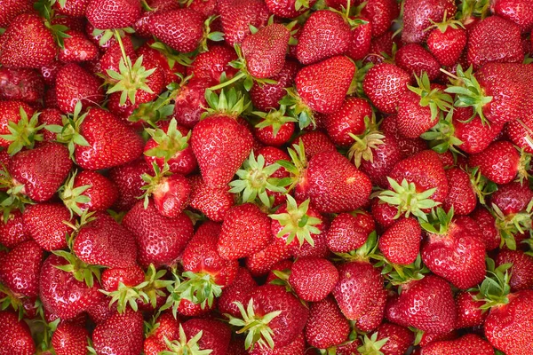 Frische Erdbeeren Aus Biologischem Anbau — Stockfoto