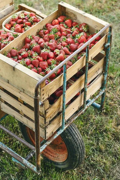 Frische Erdbeeren Aus Biologischem Anbau — Stockfoto
