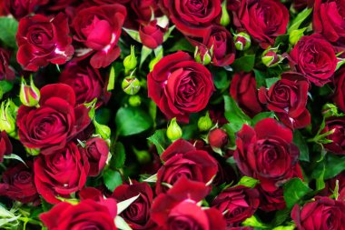 kırmızı gül ve yeşil yaprakları çiçek arka plan