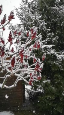 Almanya, Avrupa 'da kışın bulutlu bir günde koyu kırmızı sumac ağacı çiçekleri, yüksek koyu yeşil ladin ve ahşap duvarların üzerine yağan kar damlalarının yavaş çekim dikey videosu.