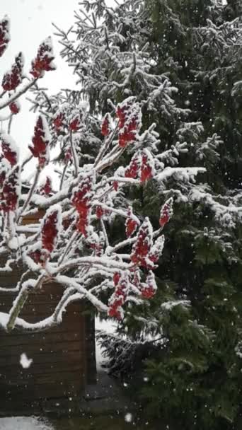 Vídeo vertical en cámara lenta de nieve cayendo en grandes escamas sobre el telón de fondo de flores de color rojo oscuro de árbol de zumaque, abeto verde oscuro alto y pared de madera en el día nublado en invierno en Alemania, Europa — Vídeos de Stock