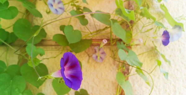 Purple Lilac Blooming Flower Ipomoea Focus Home Balcony Curling Wooden — стоковое фото