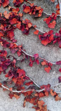 Kırmızı ve pembenin tonlarında sarmaşık saplarını bükerken yakın plan çekimde, üç parçalı yapraklar, gri bir duvarda kıvrılarak. Arka plan, duvar kağıdı, kopyalama alanı, yumuşak odaklı.