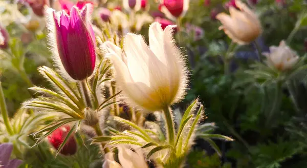 Flowers of pulsatilla vulgaris,pink and white,in sunlight with luminous outlines — Stock Photo, Image