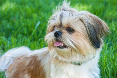 Portre Shih tzu köpek çim üzerinde yalan
