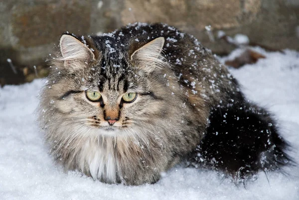 Kat met grote gele ogen in de winter. — Stockfoto