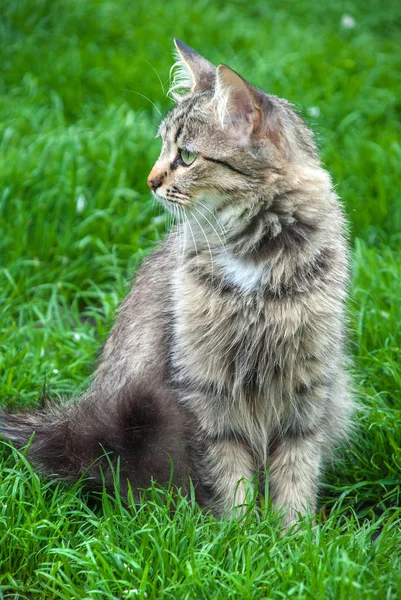 屋外の芝生に座っている灰色の猫 — ストック写真