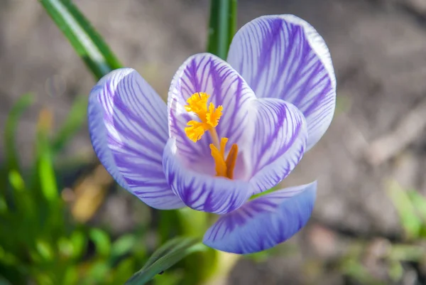 Flores florecientes de primavera cocodrilo que crece en la vida silvestre. Crocus púrpura creciendo . — Foto de Stock