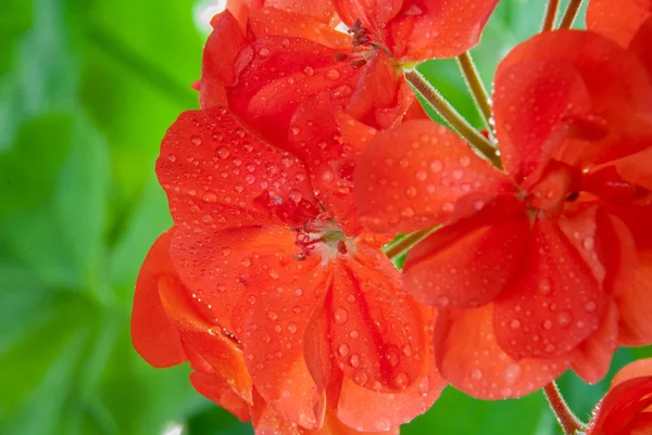 Röd pelargon blommar med vatten droppar — Stockfoto