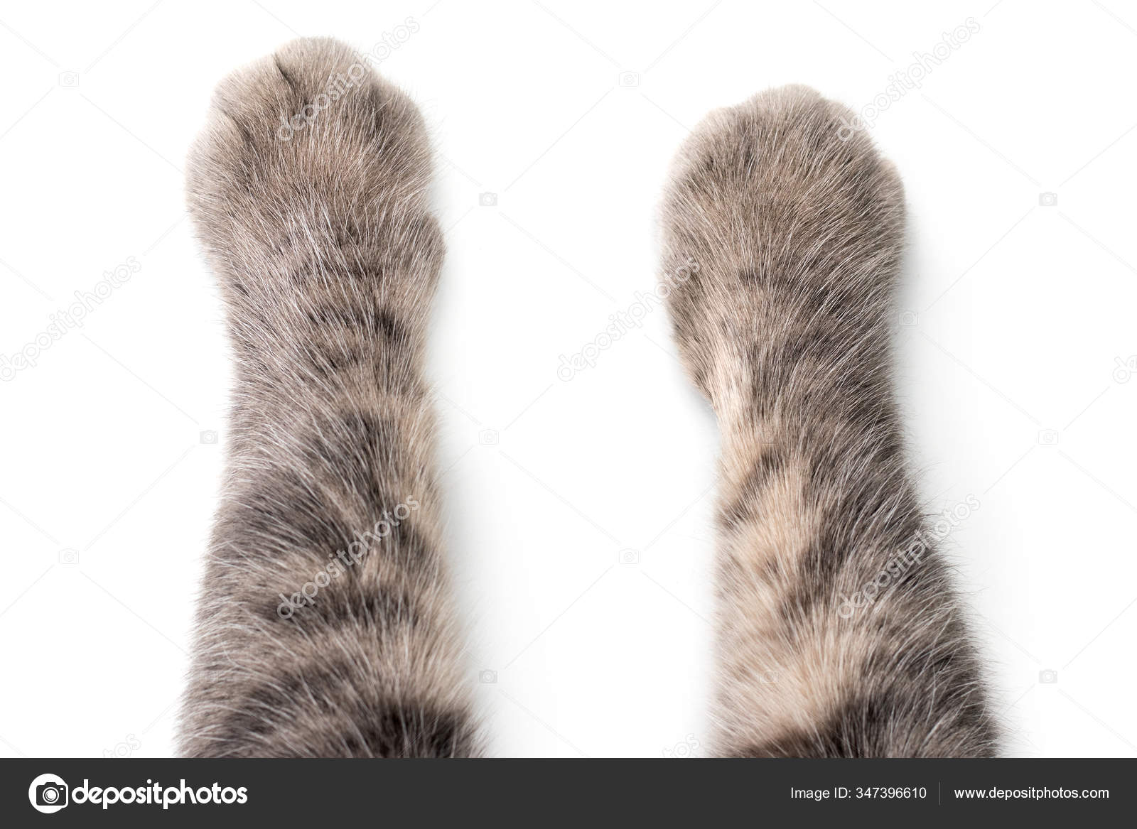 Cat Paws Pada Latar Belakang Putih Stok Foto C Eliosdnepr Gmail Com 347396610