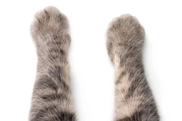 Las Patas Del Gato Sobre Fondo Blanco —  Fotos de Stock