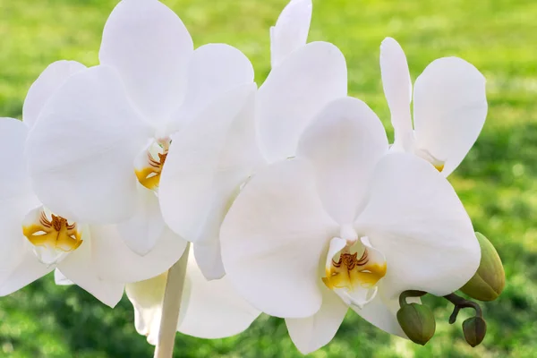 Flor Orquídea Blanca Sobre Fondo Verde — Foto de Stock