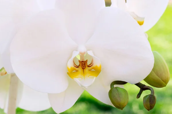 緑色の背景に白い蘭の花 — ストック写真