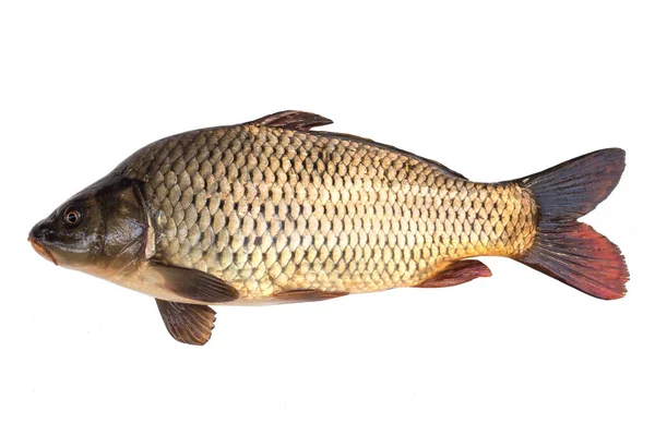 big carp isolated on white background.