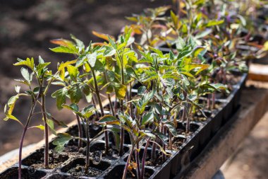 Tarım tepsisinde büyüyen küçük marul tohumları..