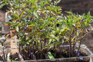 Tarım tepsisinde büyüyen küçük marul tohumları..