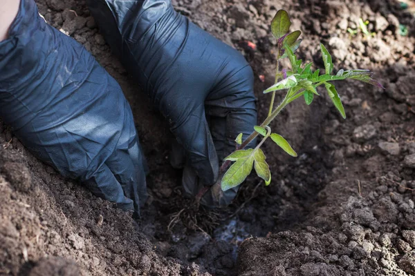 Landwirt Übergibt Pflanzaktion Boden Tomatensetzlinge Gemüsegarten Hintergrund Eine Gießkanne Zur — Stockfoto