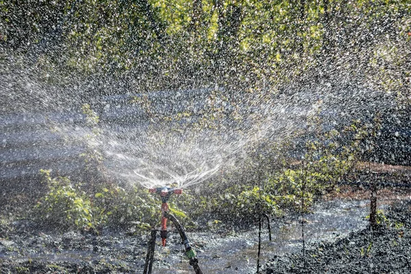 Αυτόματο Πότισμα Συστήματος Ποτίσματος Sprinkler Στο Βαμβακερό Αγρόκτημα — Φωτογραφία Αρχείου