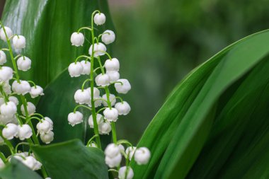 Vadideki zambak bahar arka plan makrosu.