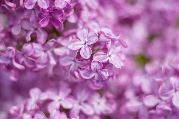 Macro Beeld Van Lente Lila Paarse Bloemen Abstracte Zachte Bloemen — Stockfoto